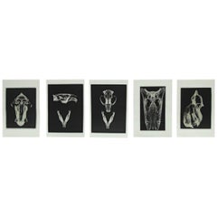 Vintage Set of Five X-Rayed Animal Skull Prints