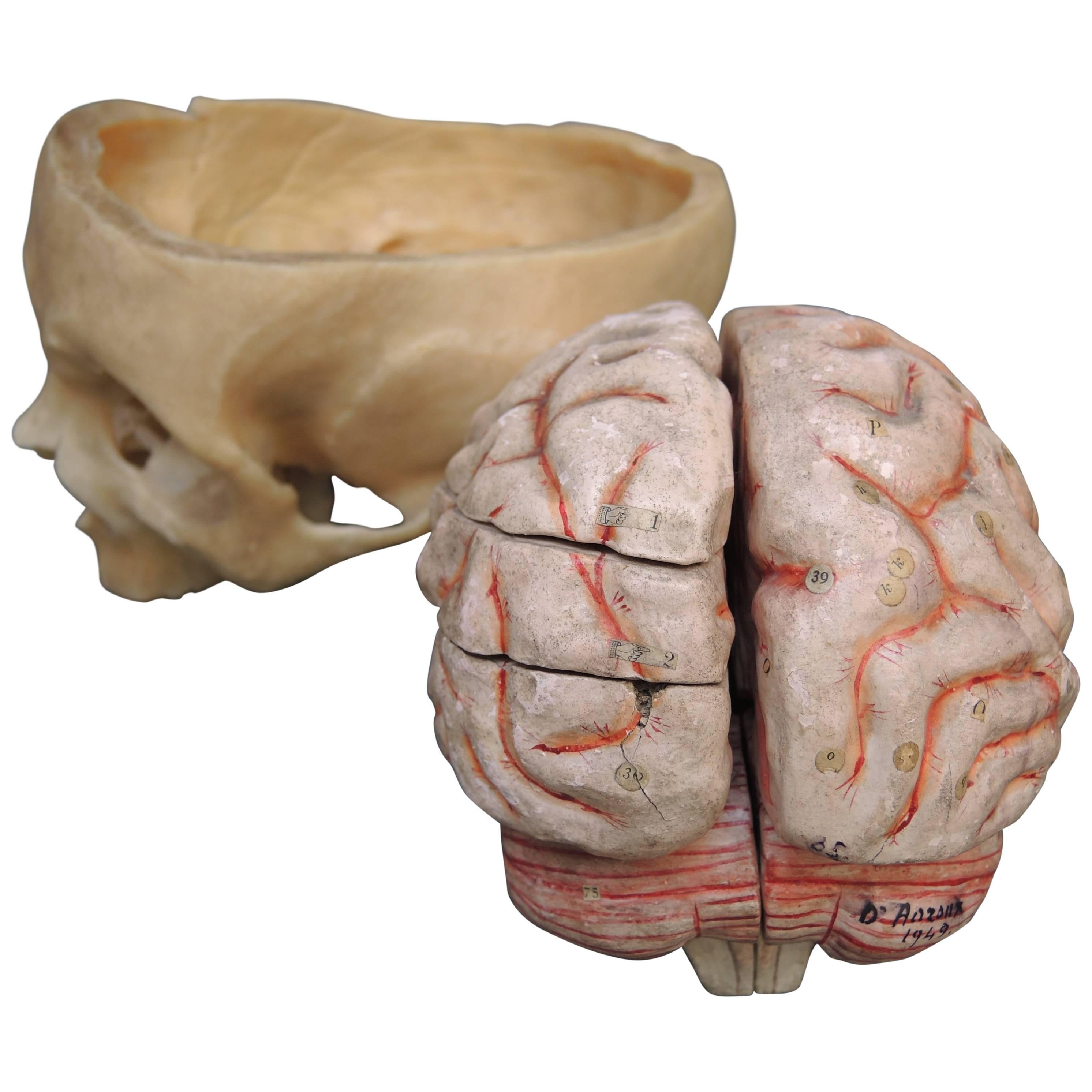 French Papier Mâché Scientific Model of the Brain by Dr. Auzoux For Sale