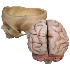 French Papier Mâché Scientific Model of the Brain by Dr. Auzoux