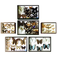 Set of Six Butterfly Collection Boxes from Paris, circa 1960 8