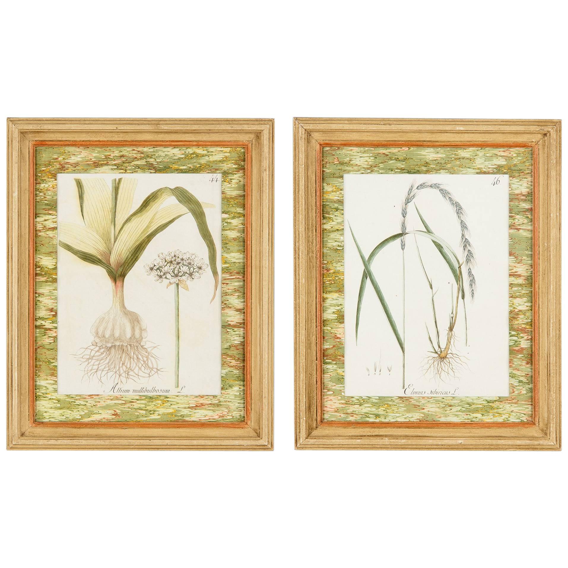 Pair of Hand Colored Botanical Engravings in Painted Wood Frames, France, 1940s