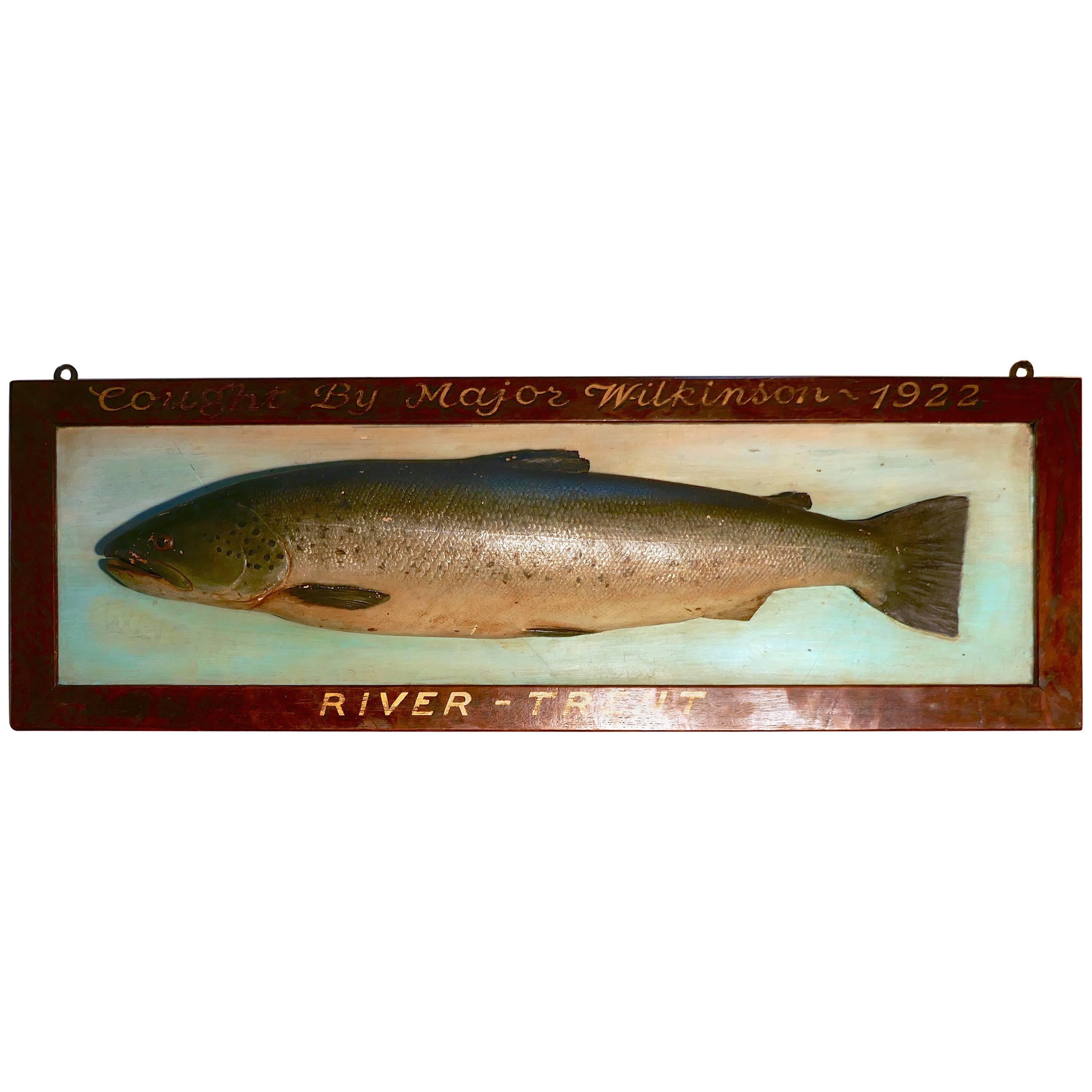 Mounted Taxidermy of a Trout from the River Trent, 1922