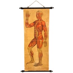 Antique 19th Century Anatomical Chart