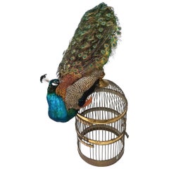 Fine Taxidermy Blue Peafowl from Tier Exhibition at Moa by Sinke & Van Tongeren