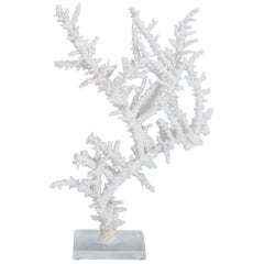 Vintage Branch Coral Sculpture on Lucite
