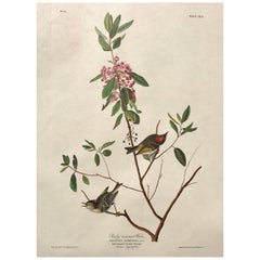 Audubon Print 4