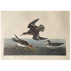 Audubon Print 1