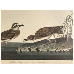 Audubon Print 2