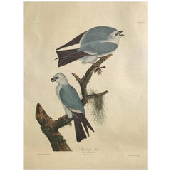 Audubon Print 3