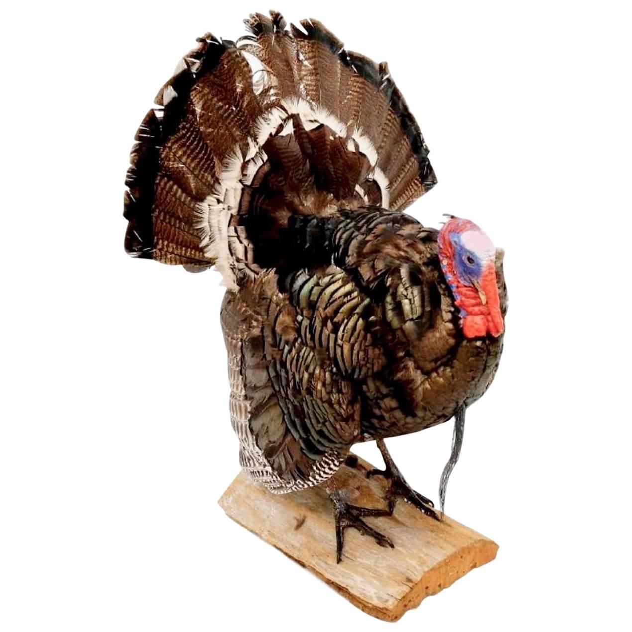 Wild Turkey Taxidermy