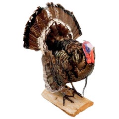Vintage Wild Turkey Taxidermy