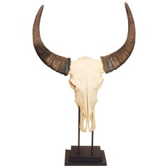 Buffalo Skull and Horns Mounted on a Wooden Black Painted Base.