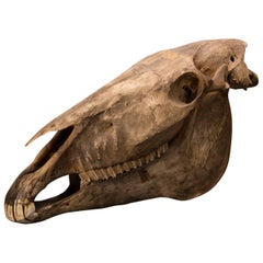 Antique Entire Horse Skull from a Private Belgian Naturalist's Collection, circa 1885