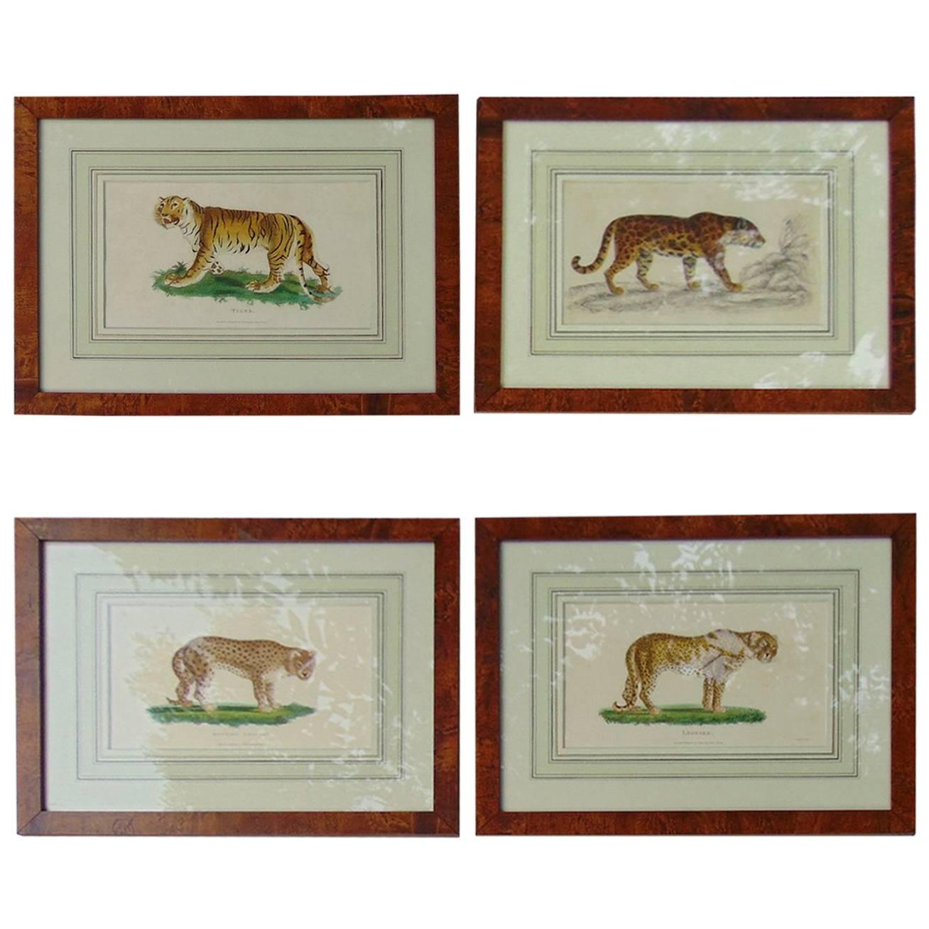 Four Framed Early 19th Century Engravings of Lions and Tigers