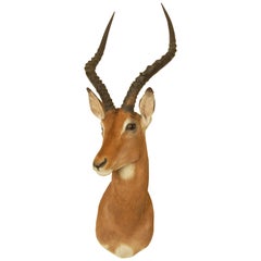 Vintage Head and Shoulder Mount of an Impala Antelope