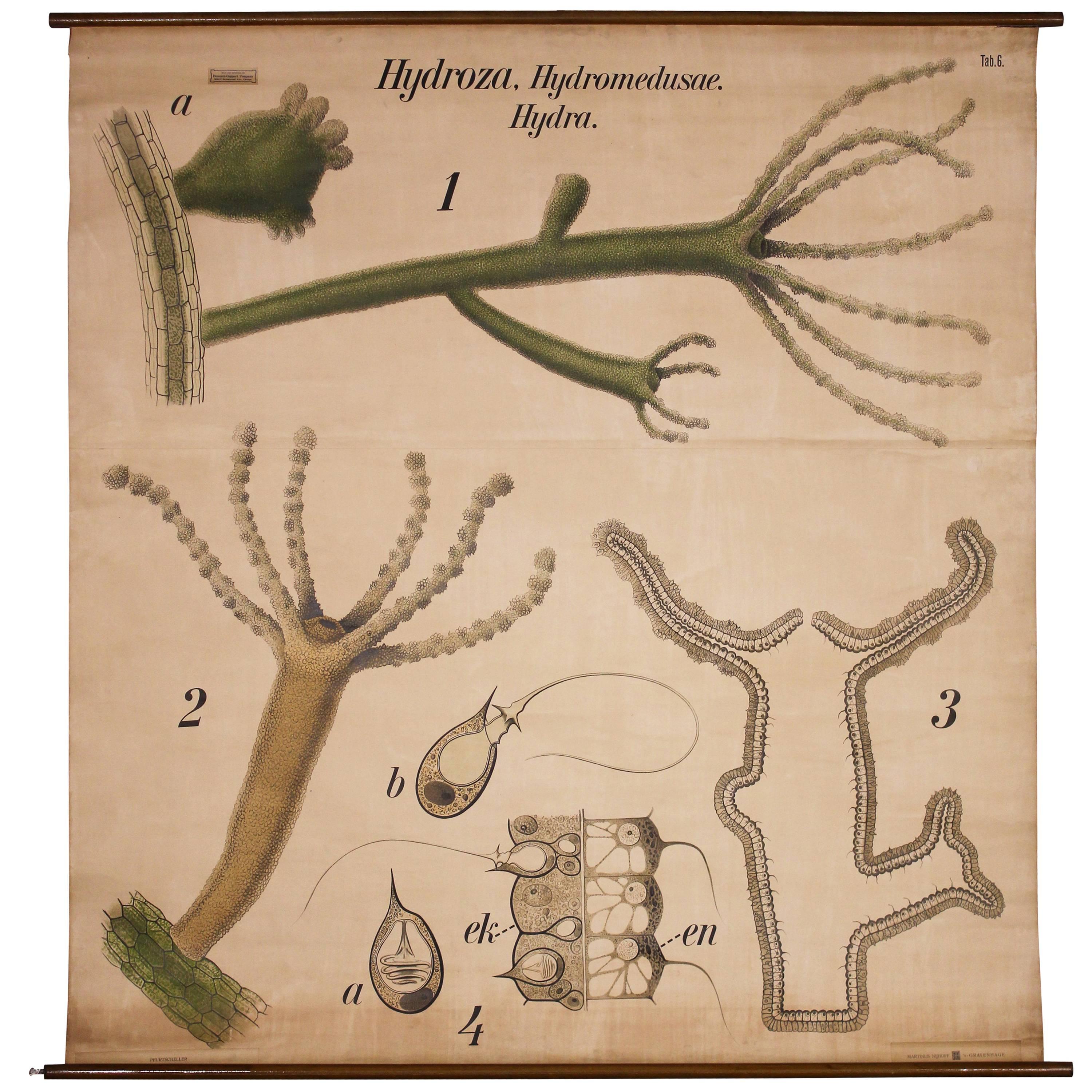 Litografía mural vintage Hydra de Paul Pfurtscheller para Martinus Nijhoff