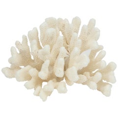 Coral, Vintage