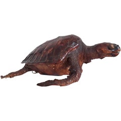 Taxidermy Hawksbill Sea Turtle, Circa 1930