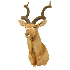 African Greater Kudu Taxidermy Head and Shoulder Mount