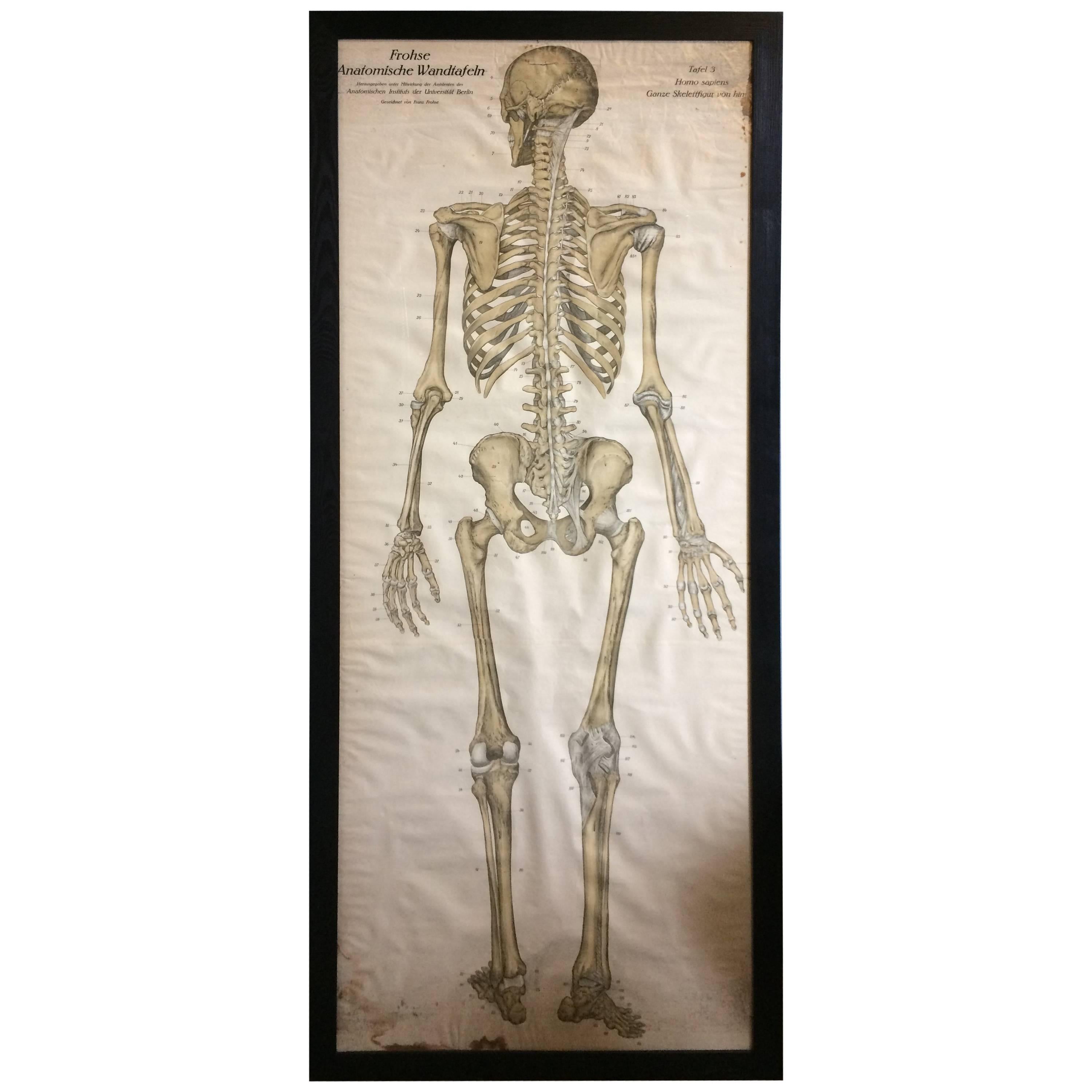 Frohse Anatomical Chart For Sale