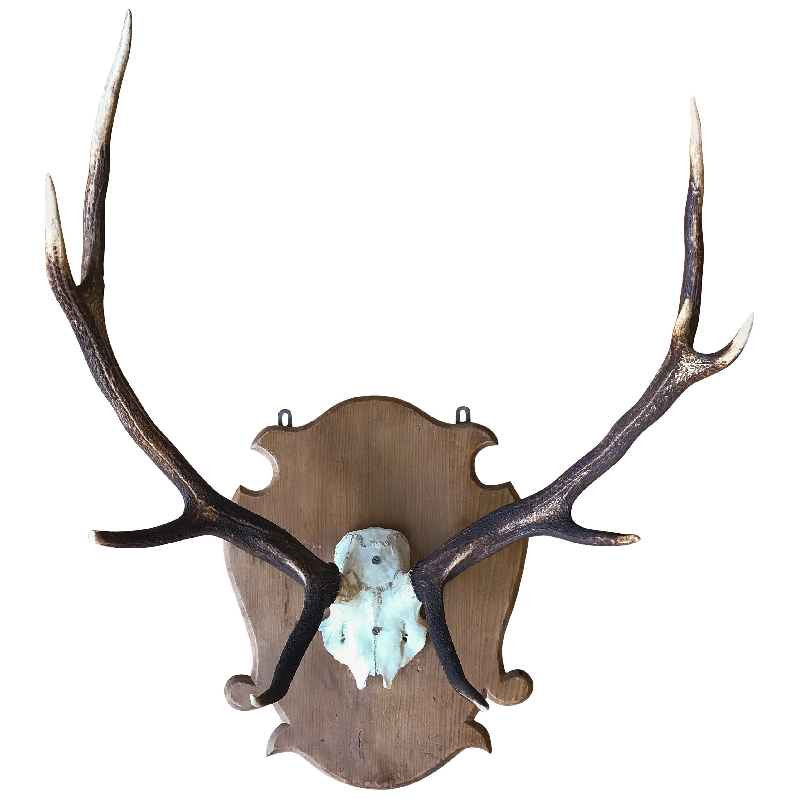 Antique Red Deer Antler Mount with 14 Points from Denmark at 1stDibs