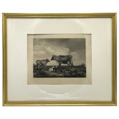 Pastoral Cows Black 
White Scene