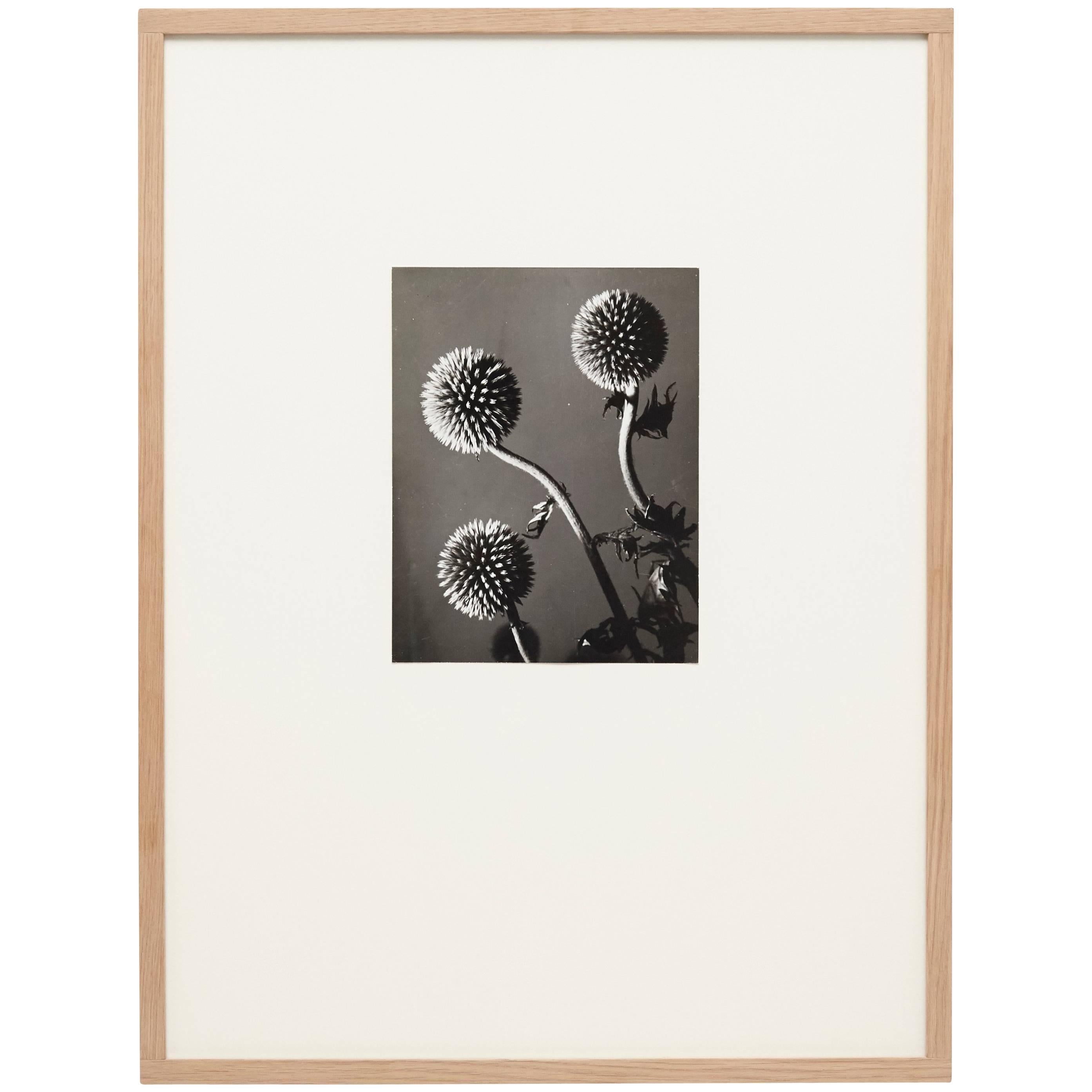 Man Ray Flowers Photography
