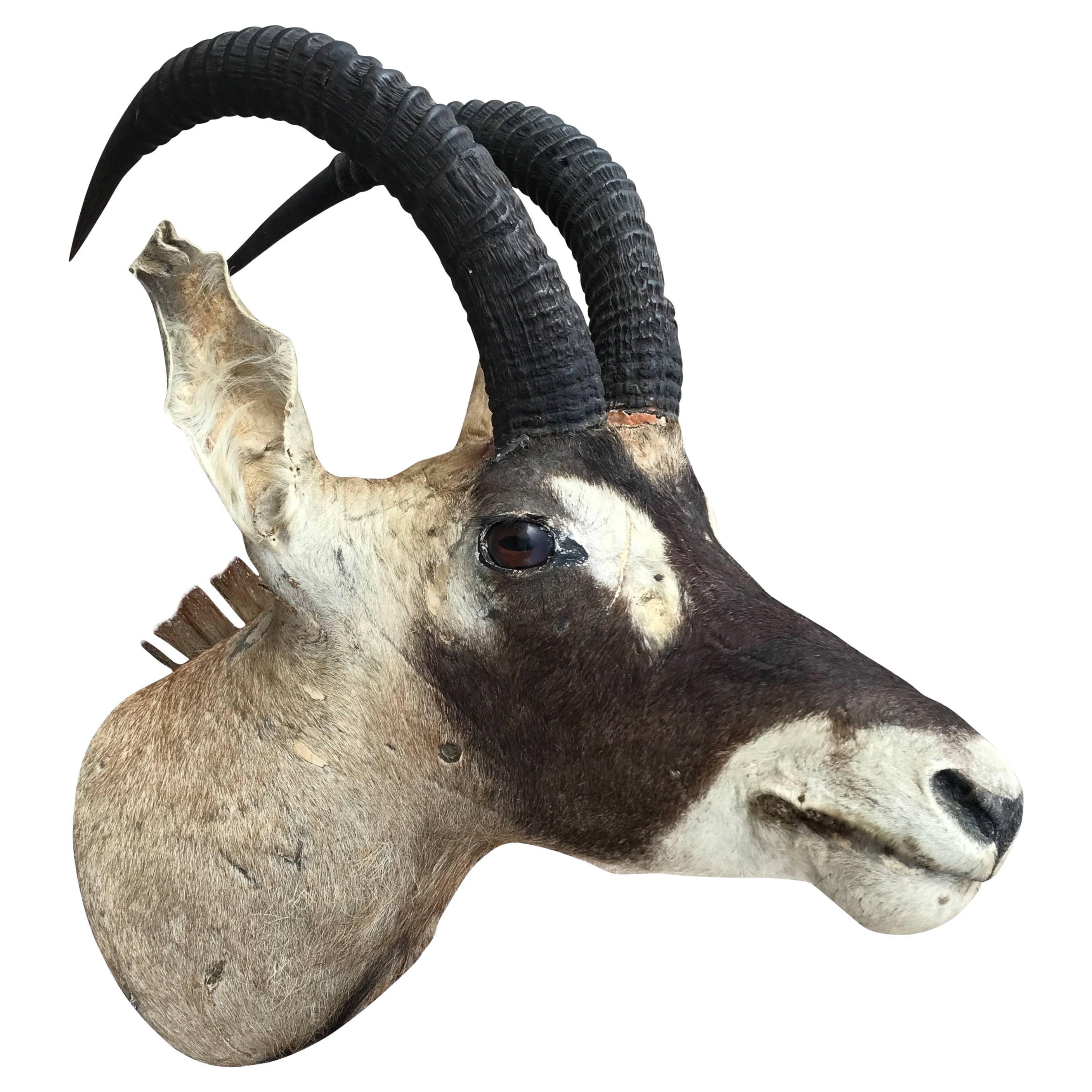 Large Vintage Oryx Antelope Taxidermy Head for Wall Mounting