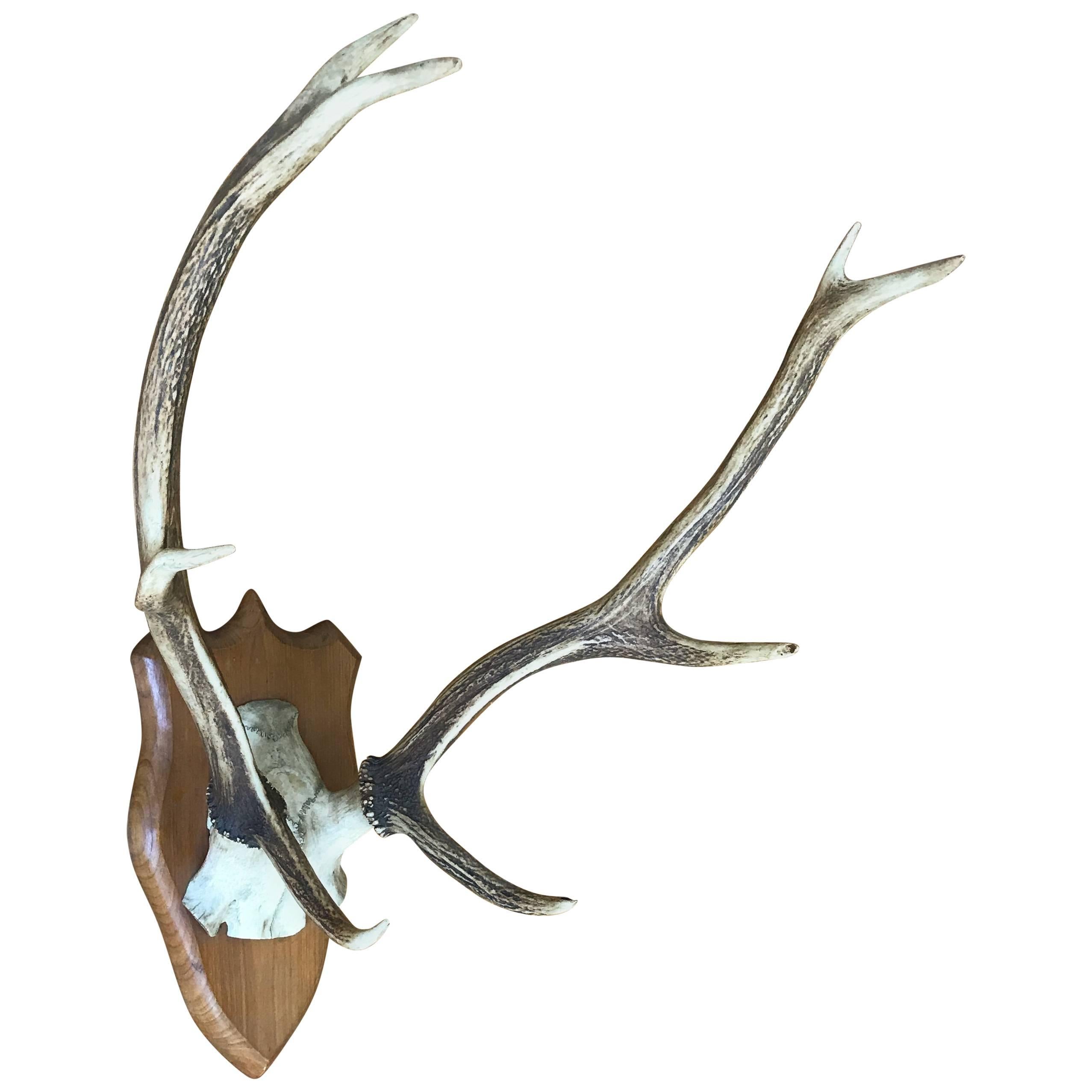 Wooden Base Shield Trophy Wood Carving Mounting Plaque For Roe Deer Horn Antler 