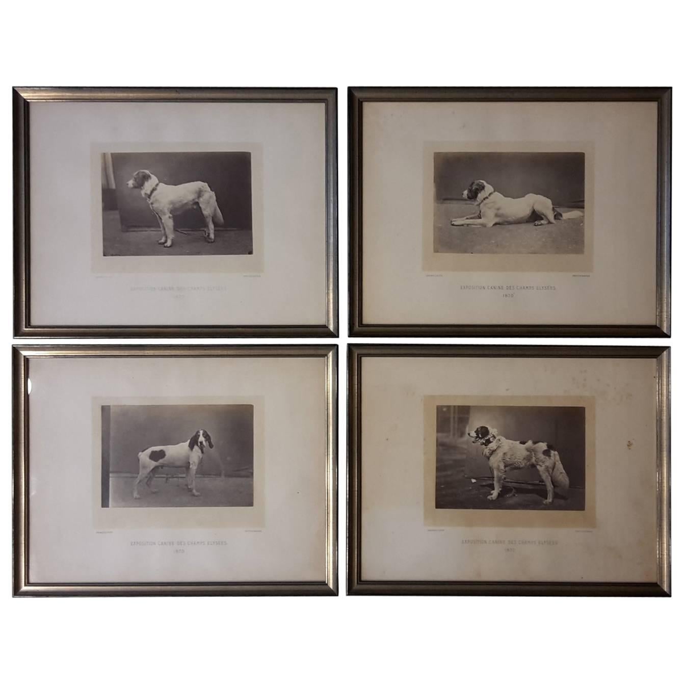 Silver Prints from 1870 Portrait of Dog Exposition Canine Des Champs Elysees For Sale