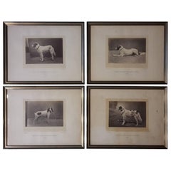 Antique Silver Prints from 1870 Portrait of Dog Exposition Canine Des Champs Elysees