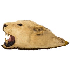 Late 19th Century Taxidermy Lion Head