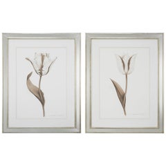 Pair of Ink Wash Drawings Depicting Tulips by Meredith Masters