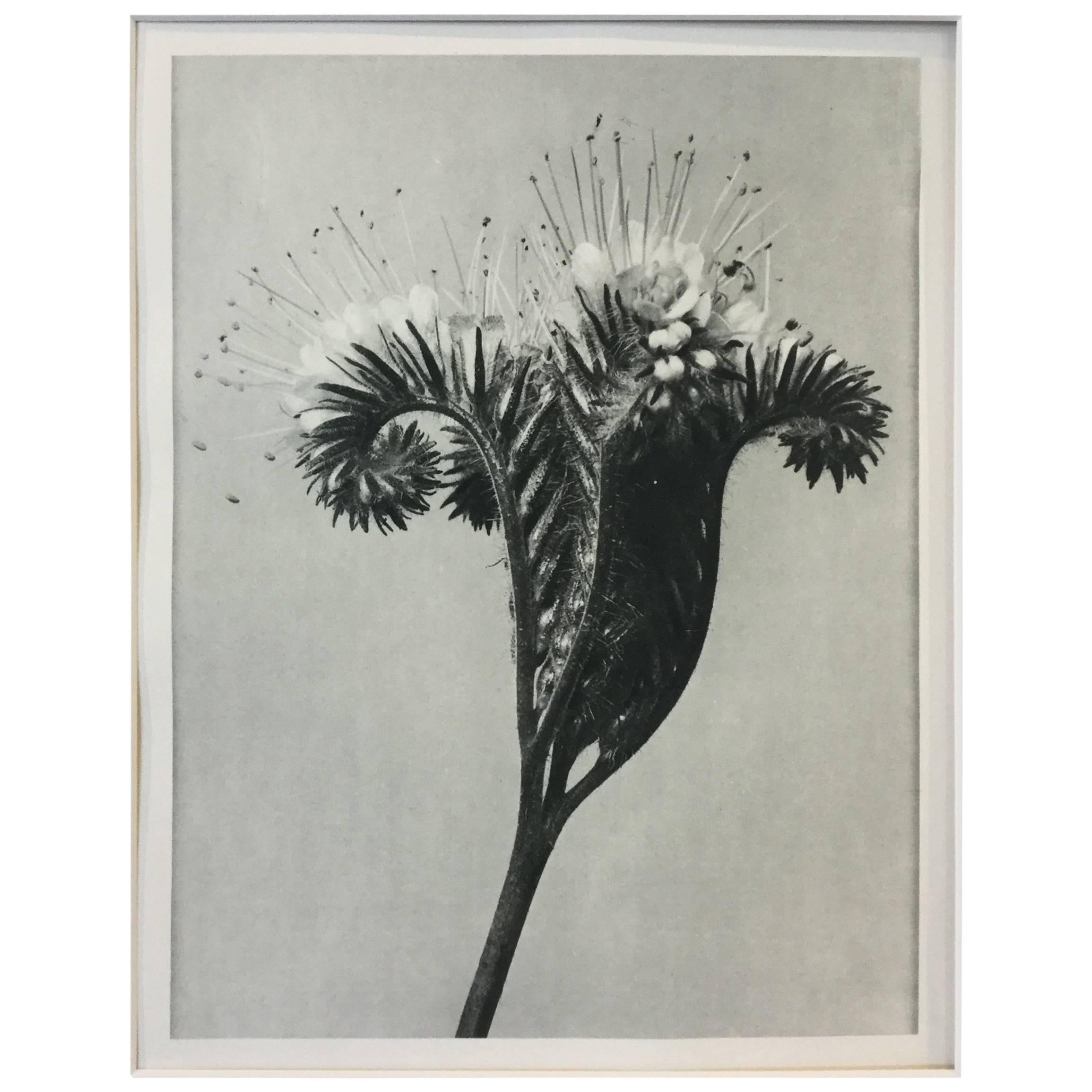 Blossfeldt Photogravure First Edition, 1928 For Sale