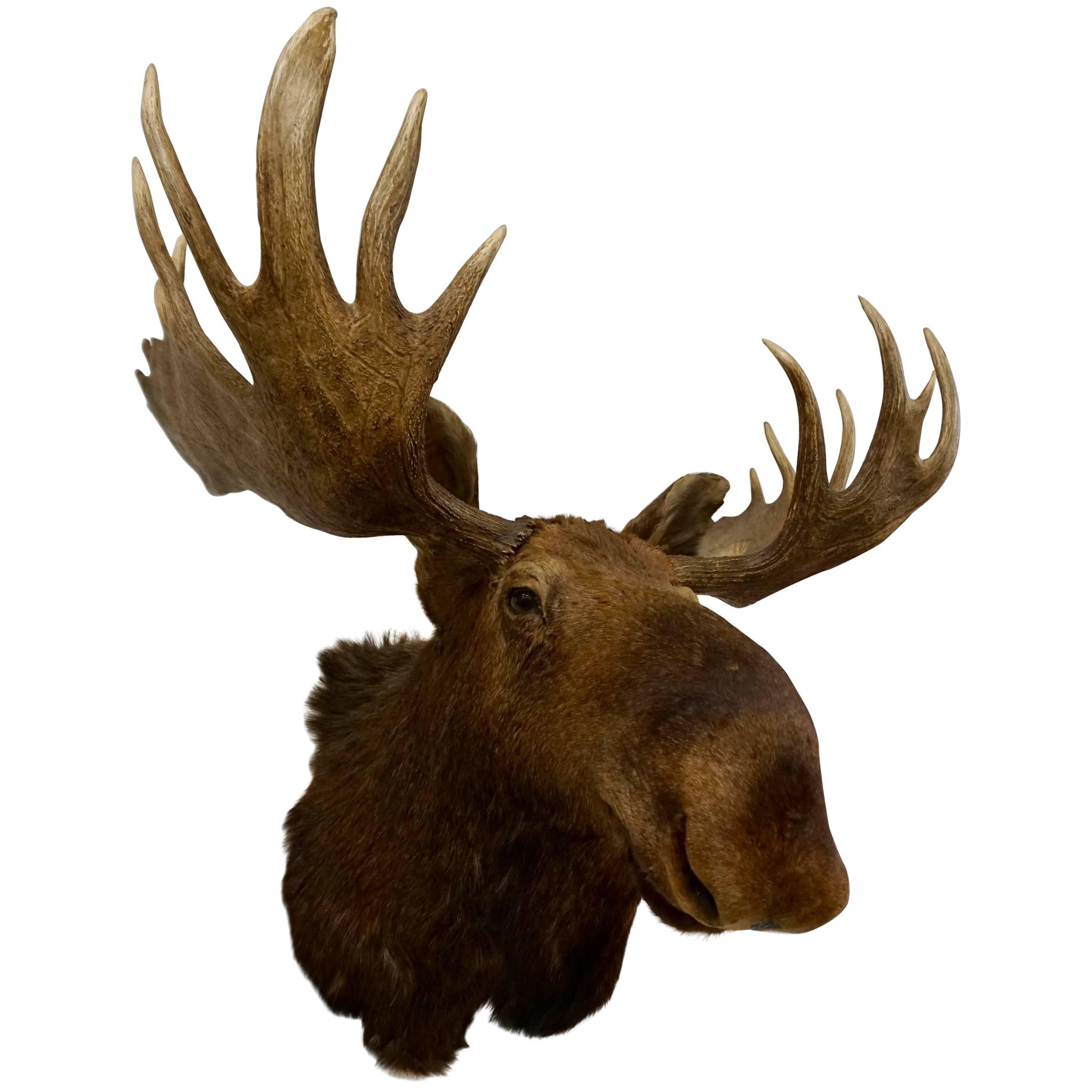Bullwinkle! Taxidermied Moose Head and Antlers