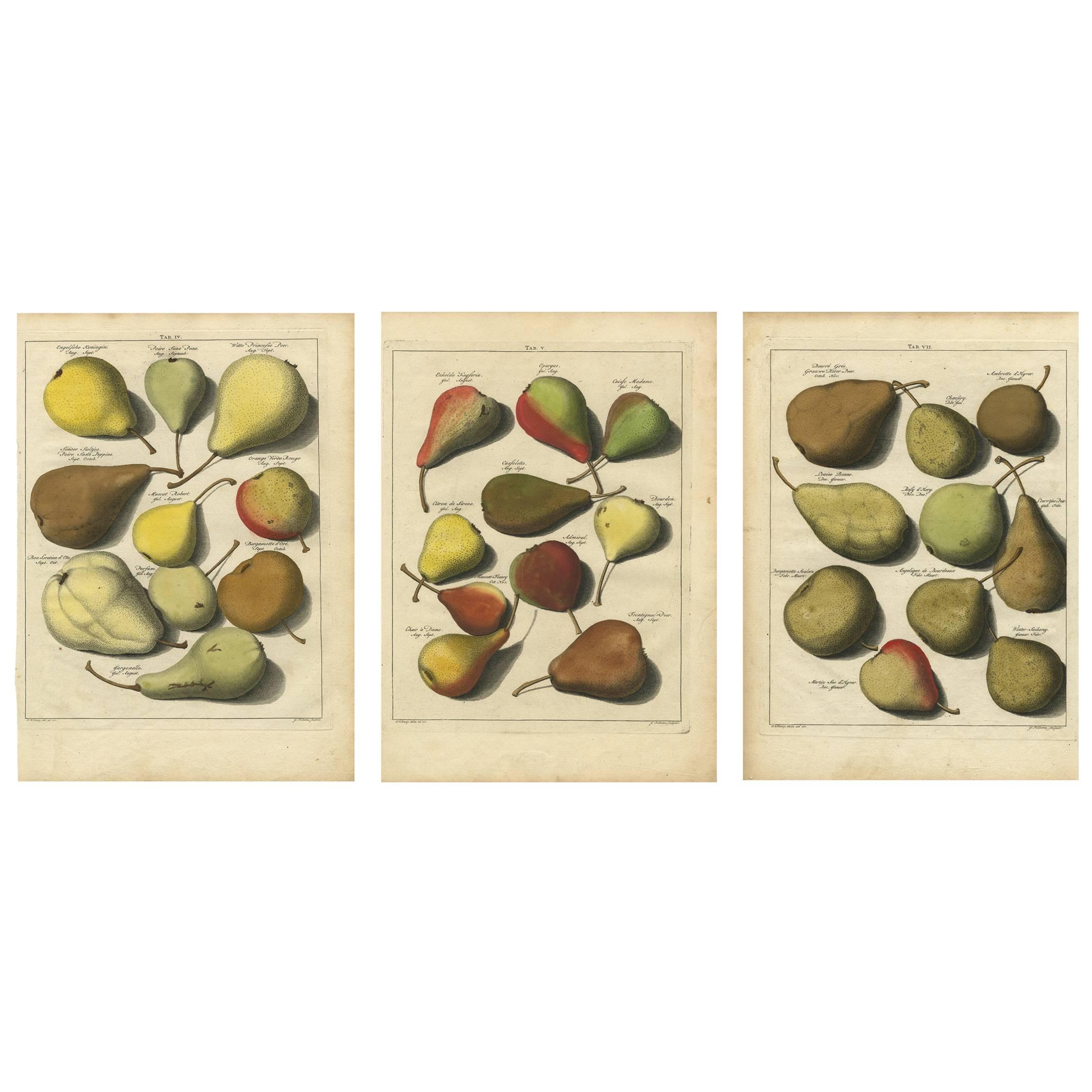 Set of Three Antique Prints of Pear Variaties by J.H. Knoop, 1758