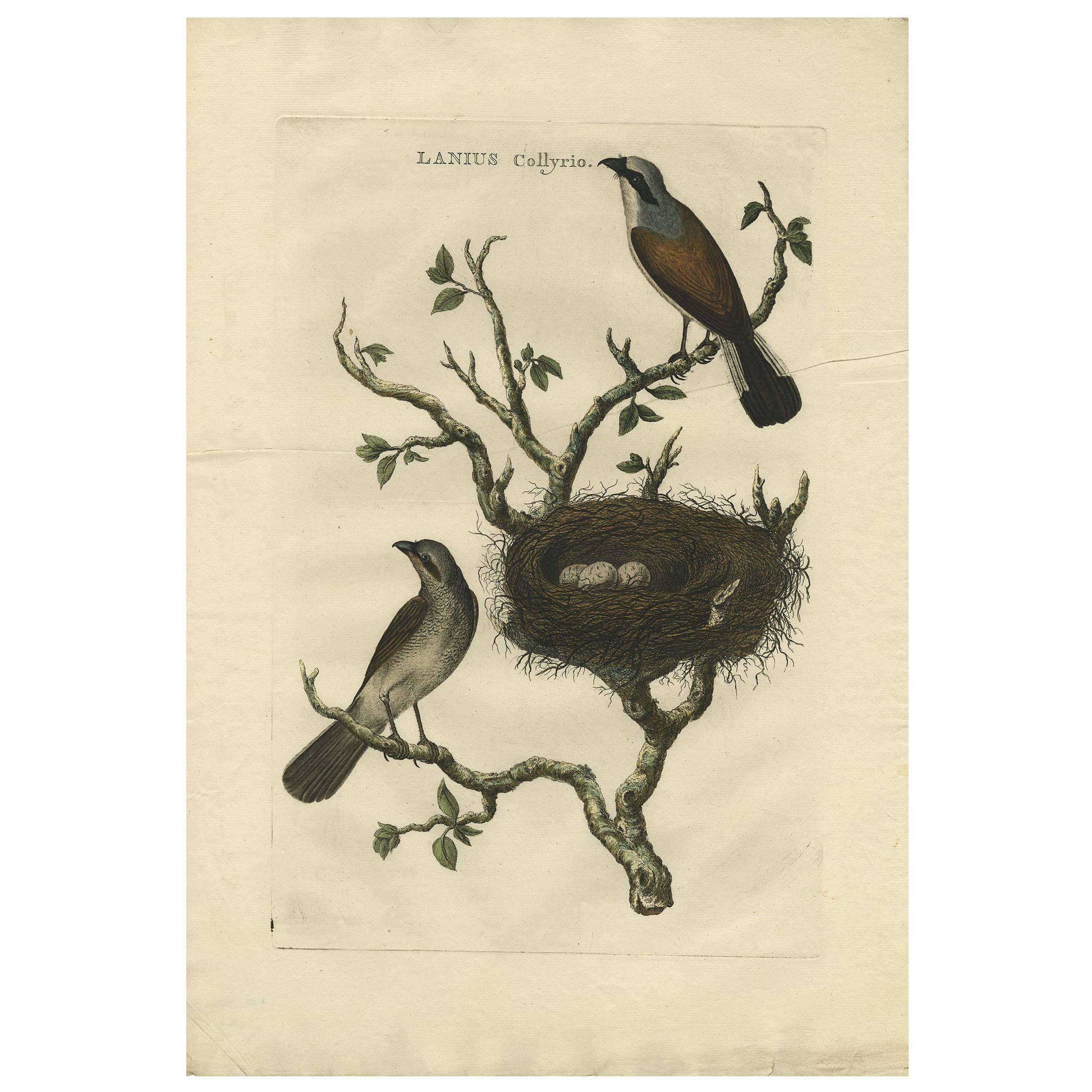 Antique Print of a Red-Backed Shrike ‘Lanius Collyrio’ by Sepp & Nozeman, 1770 For Sale