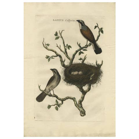 Antique Hand-Colored Engraving of Red-Backed Shrike, 18th Century