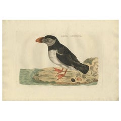 Antique Bird Print of an Atlantic Puffin ‘Alca Arctica’ by Sepp & Nozeman, 1770