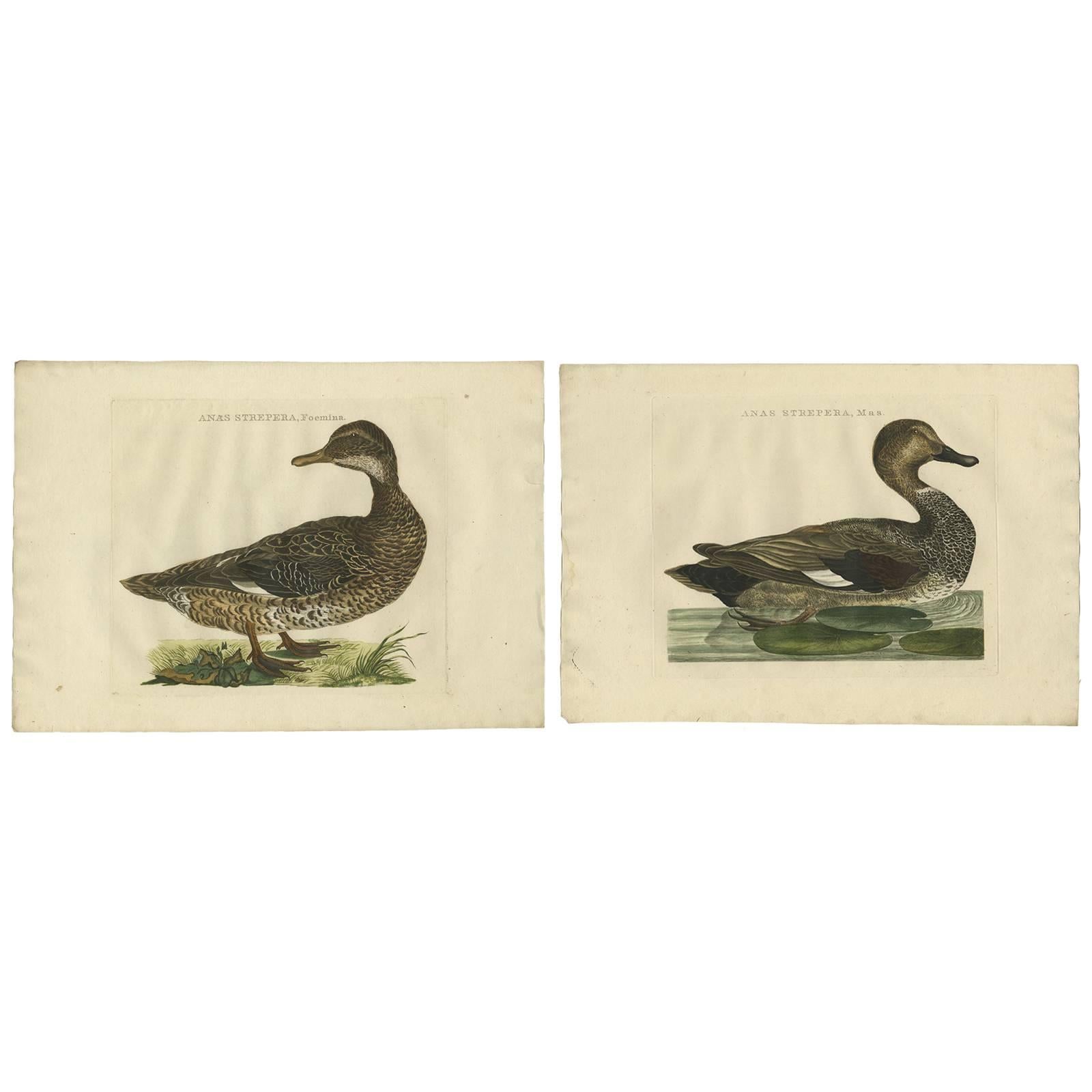 Set of Two Antique Bird Prints Male and Female Gadwall Duck 'Anas Strepera'