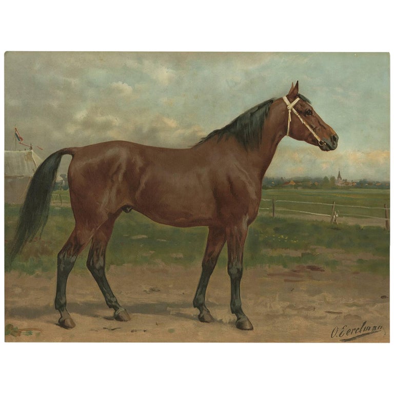 Antique Horse Print of an American Race Horse by O. Eerelman, 1898 For Sale