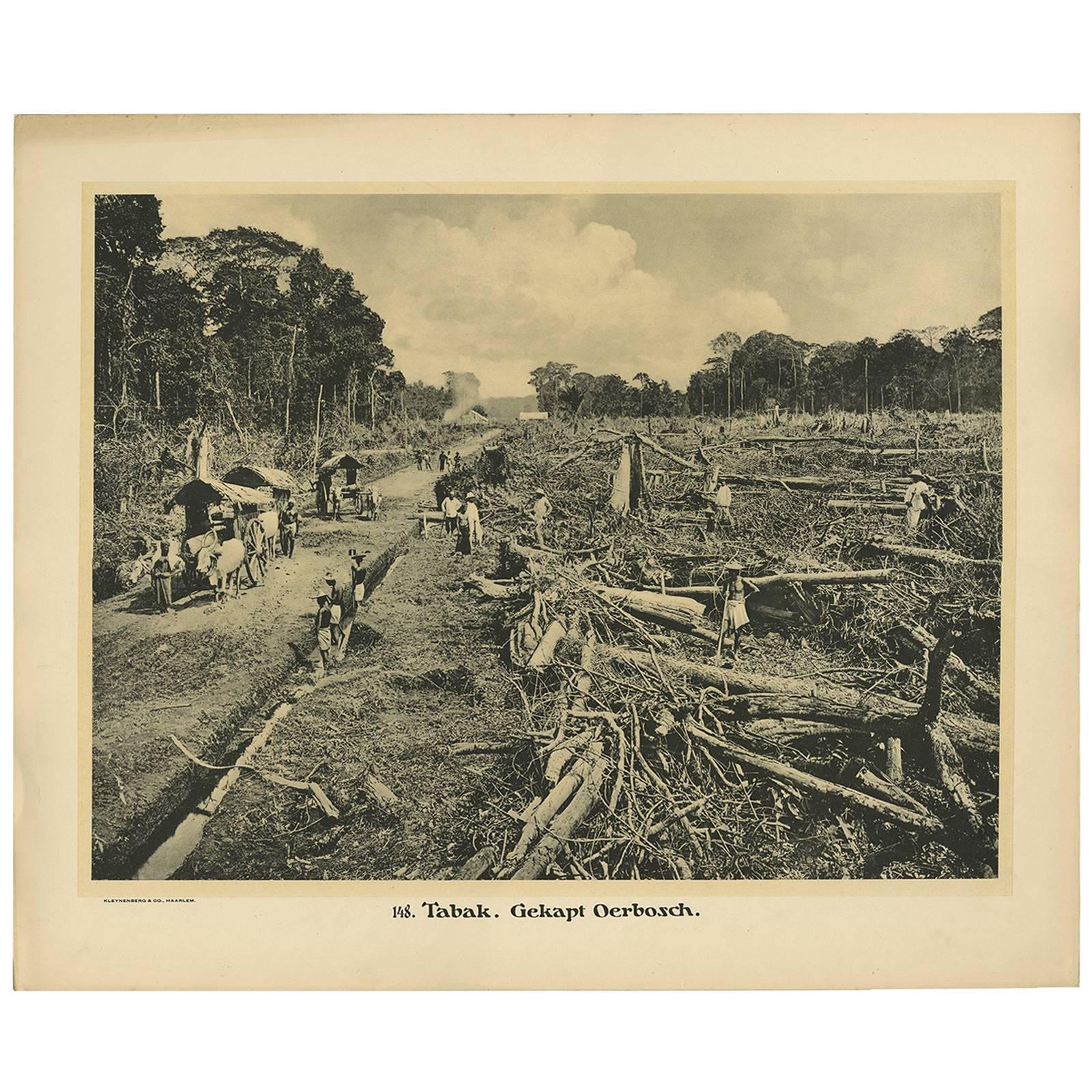 Photographic Plate Illustrating Felling Timber by Kleynenberg, 1910 For Sale