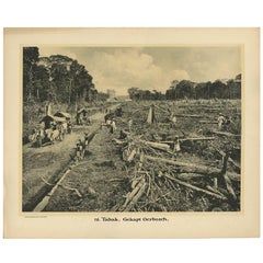 Antique Photographic Plate Illustrating Felling Timber by Kleynenberg, 1910