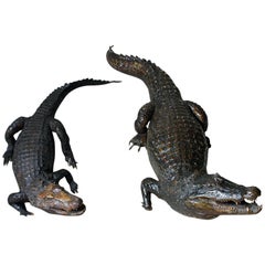 Antique Wonderful Pair of Late 19th Century Taxidermy African Nile Crocodiles circa 1900