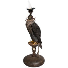 Fine Taxidermy Hooded Hybrid Peregrine Falcon by Sinke & Van Tongeren