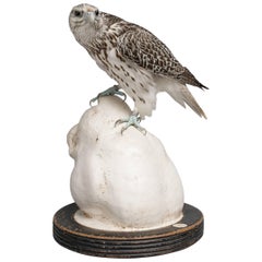 Fine Taxidermy Gyrfalcon on Tigers Head Sculpture by Sinke & Van Tongeren