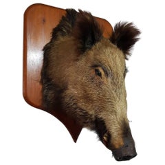 Vintage Wild Boar Head Mounted on Wooden Shield