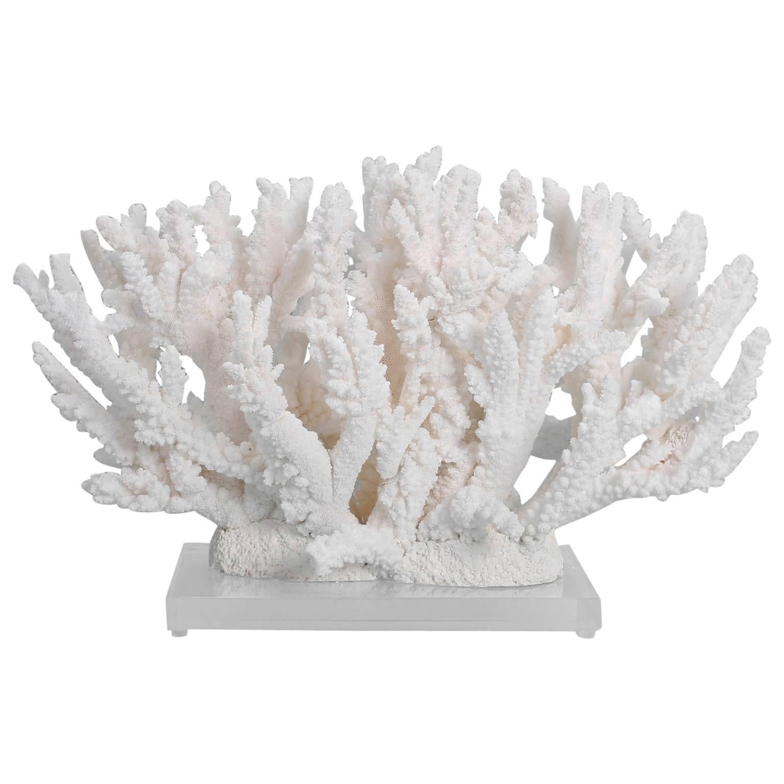 Natural Branch Coral Sculpture on Lucite Base