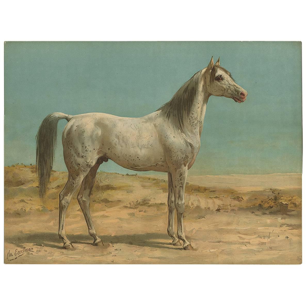 Antique Horse Print of an Arabian Horse by O. Eerelman, 1898