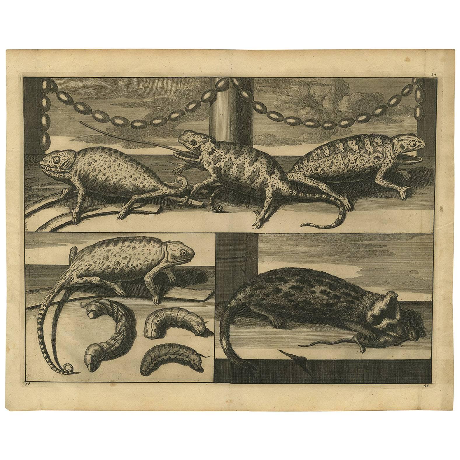 Antique Animal Print of Asian Chameleons and Rodent Species, 1700